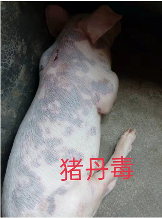 豬丹毒.png